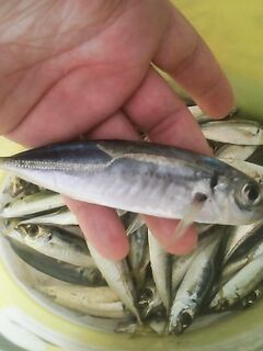 Болгария, Бяла — сафридка до прихода дельфинов: стаю разогнали три «пилота»