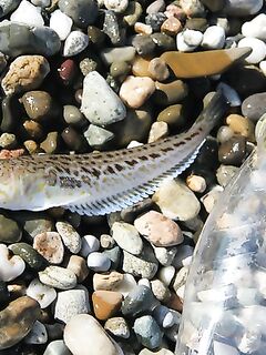 Пицунда, Абхазия — третий сезон: самодур по ставриде и карасю, скат с берега отпущен