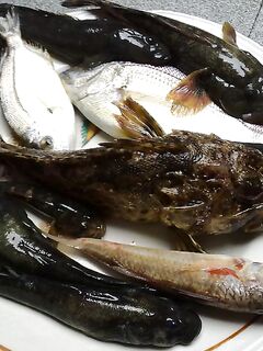 Небуг, 5–17 сентября — поплавок слаб, закидушка тащит: горбыль, барабуля, пескарь