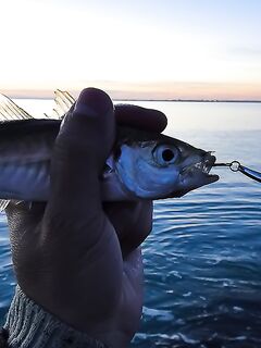 Еще фото с последнего выезда — сравнение по размеру и свету на сумеречной кромке