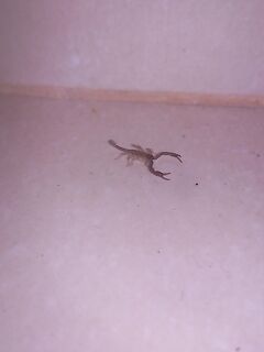 Абхазия, Гагры — первая морская: червяк и кусочек бычка, скат с берега отпущен