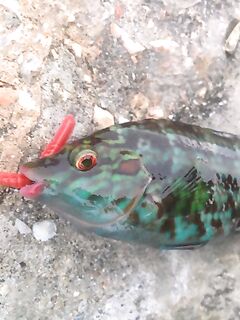 Севастополь: утренний обход — зеленушка, ерш, рулена, и в конце наконец-то ласкирь