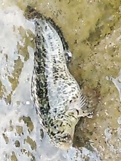 Сочи, центр напротив Дендрария — кефаль и «корова», дельфины гоняют рыбу у берега