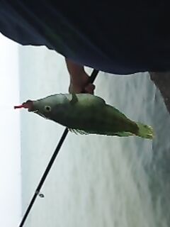 Сочи — еще несколько фото улова и снастей с пирсов города курорта