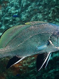 Черное море: отпускаем маленького горбыля — популяция просела, шанс вырасти есть