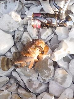 Геленджик, Голубая бухта — рокфиш джиг 6–8 г: скорпена на твистеры, свалы за валунами