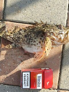 Хутор Джанхот: фидер без кормушки, «стрелка», креветка и мясо