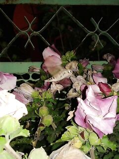 Ночной мотылёк-«слоник» и улитки: заметки с берега между выходами