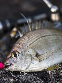 Горбыль летом: днём на ямах, ночью подходит — осенью может не держаться