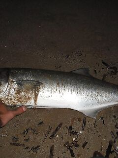 Испания: луфари гонят кефаль на мель, осенью под берегом — сарган и лихии