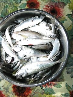 Севастополь, троллинг не зашёл — дельфины, а в отвес ставрида наполнила тару