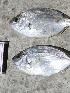 Песчаное, разведка: мутная вода от Альмы и активная подача насадки