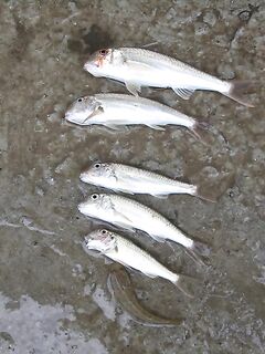 Песчаное утром под дождём: выползок рулит, коты съели половину