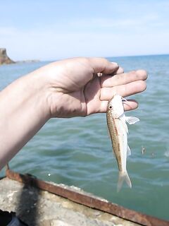 Песчаное днём: пирс, червь и креветка — рыба пассивна, взял десяток