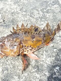 Между Алупкой и Ялтой: первый улов — яркий «окунь» с красными плавниками