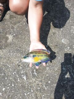 Под Ялтой штиль: с пирса креветка — зелёнушка, скорпена, ласкирь