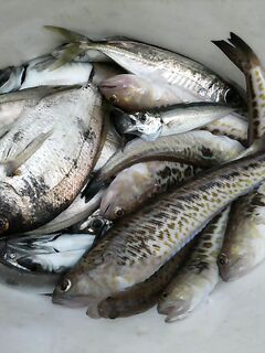 Сегодняшний улов на самодур с подсадкой: рабочая высота и темп