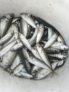 Фото подзагрузились: фиксирую кадры с воды и состав улова