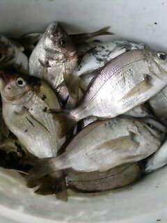 Утренний кивок с 15–20 м: клевало бойко со дна, серия реализована