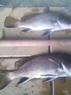 Адлер, Хоста — первый опыт рокфишинга: рабочие веса и резина