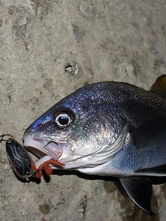 Морская рыба — злые поклёвки: спин вырывает из рук и будит кровь