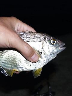 Туапсе — «маракуйя» и колебалка 3.5 г, горбыль и ласкирь в копилке