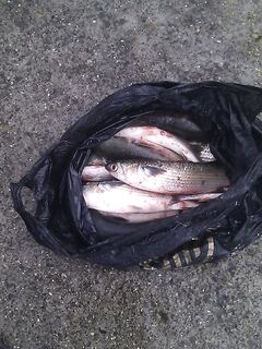 Утренний улов 7–9: фото чужого ведёрка ради масштаба