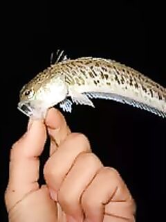 Чёрное море — вот он, морской дракон: осторожно с шипами