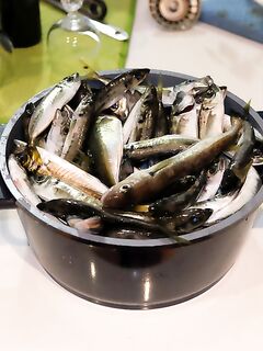 Крым, вечер: ставрида с берега — 2–3 кг, размер от «мелкой» до «бонуса»