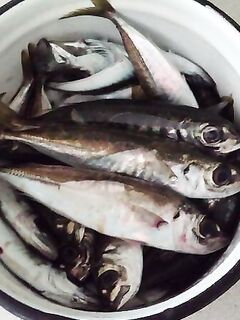 Фото зафиксировал: для памяти по снастям и размеру трофеев