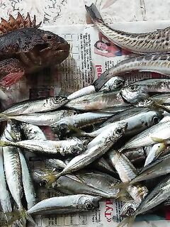 Вчерашний улов и дождливый облом сегодня: под сосной ждал окно