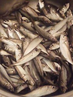 Чёрное море, на лодке со ставридой: самодуром набили полные вёдра