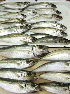 Витязево — ловля с бомбарды: рабочая дистанция и контроль проводки