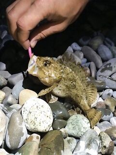 Новый Сочи — вечер ультралайтом: скорпена, горбыль и «монстрик» на краба