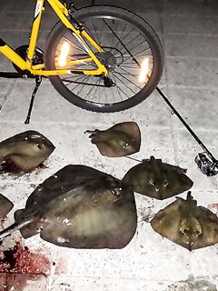 Крым, Форос: ночной скат-хвостокол до 7,5 кг, печень ~1 кг — снасть мясная