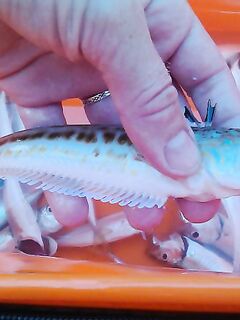 Морской дракончик? — вопрос по ядовитости пойманной рыбы на берегу