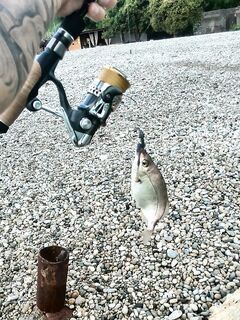 Абхазия, Гудаута: легкий джиг и дип-кренки — горбыли, караси, скорпены, бычки