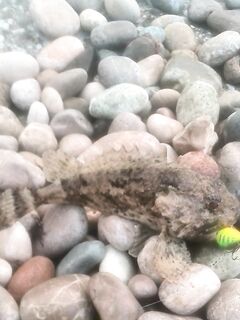 Гудаута: вечерняя скорпена, укол — больница; утром тишина и три бычка