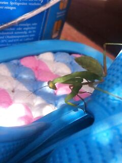 Благовещенская, фотоотчет: наморозил около 15 кг ставриды и кефали