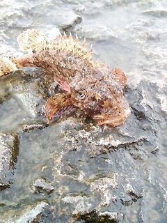 Алушта, одноух 1 г и аваруна: ставридка, караси и ерши с волнорезов