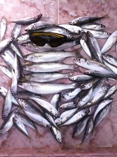 Сегодняшние кадры: короткая фиксация обстановки на берегу и по клеву