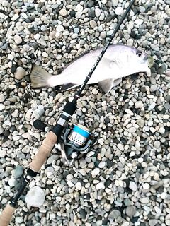 Абхазия, Гудаута: финальный день отпуска — рыбалкой доволен, вернусь