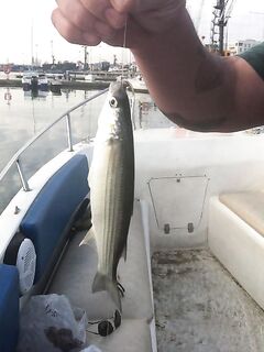 Адлер, год на месте: снасти, насадки и «фарш» на кефаль — рыбалка круглый год