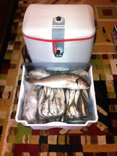 Транспортировка улова: 35 часов в заморозке — новый холодильник выручил