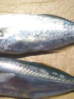 Адлер, утренний луфарь на ставку, днем ставрида — к вечеру уха из ершей