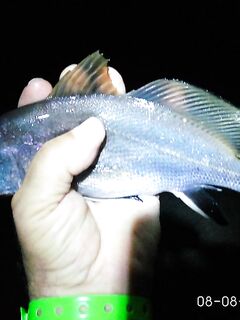 Судак, камни у крепости 18:00–22:00: много холостых, награда — горбылик