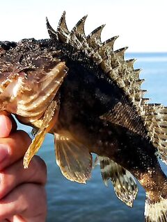 Сукко: ласкирь и скорпена — рачок на техасе и «одноухий» монтаж