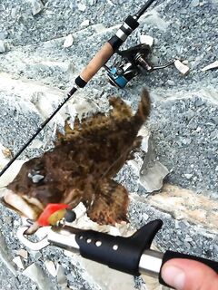 Геленджик, дикие пляжи: сумерки по скорпене, офсет обязателен