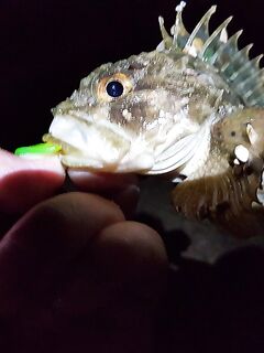 Учкуевка, сильная волна: скорпена на жесткий силикон, самодельные тирольки