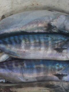 Адлер, напротив «Фишта»: пеламида над косяком, луфарь по краям, ставрида ниже